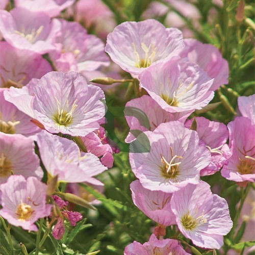 Mexican Evening Primrose Seeds