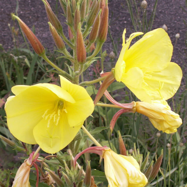 Lamarckiana Evening Primrose Seeds