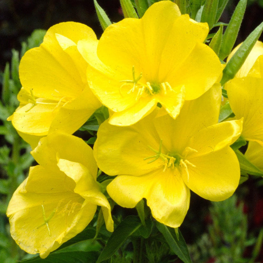 Yellow Evening Primrose Seeds