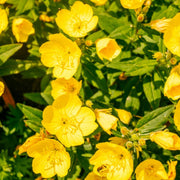 Yellow Evening Primrose Seeds