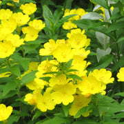 Yellow Evening Primrose Seeds