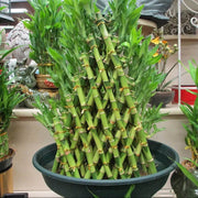 Evergreen Bamboo Seeds - Ornamental Bamboo Landscape Seeds