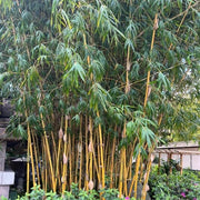 Evergreen Bamboo Seeds - Ornamental Bamboo Landscape Seeds