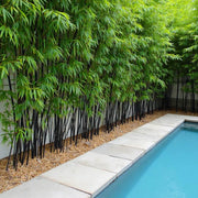 Evergreen Bamboo Seeds - Ornamental Bamboo Landscape Seeds