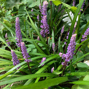 Evergreen Seeds, Liriope muscari Liriope spicata