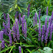 Evergreen Seeds, Liriope muscari Liriope spicata