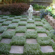 Evergreen Ground Cover Seeds