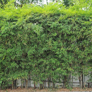 Evergreen Privacy Bamboo Seeds - Ornamental Bamboo Landscape Seeds