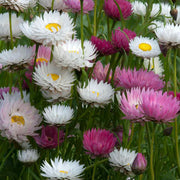 Long Everlasting Seeds