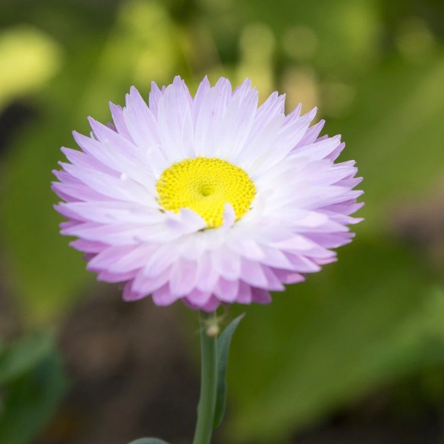 Long Everlasting Seeds