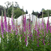 Excelsior Mix Foxglove Seeds