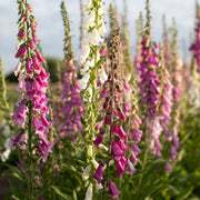 Foxglove Seeds – Digitalis purpurea