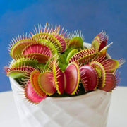 Exotic Carnivorous Plant Seeds - Flower Plant