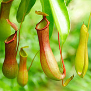 Exotic Carnivorous Plant Seeds - Flower Plant