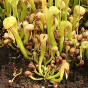 Exotic Carnivorous Plant Seeds - Flower Plant