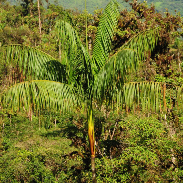 Exotic Palm Seeds - Fruit Plant