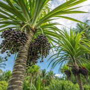 Exotic Palm Seeds - Fruit Plant