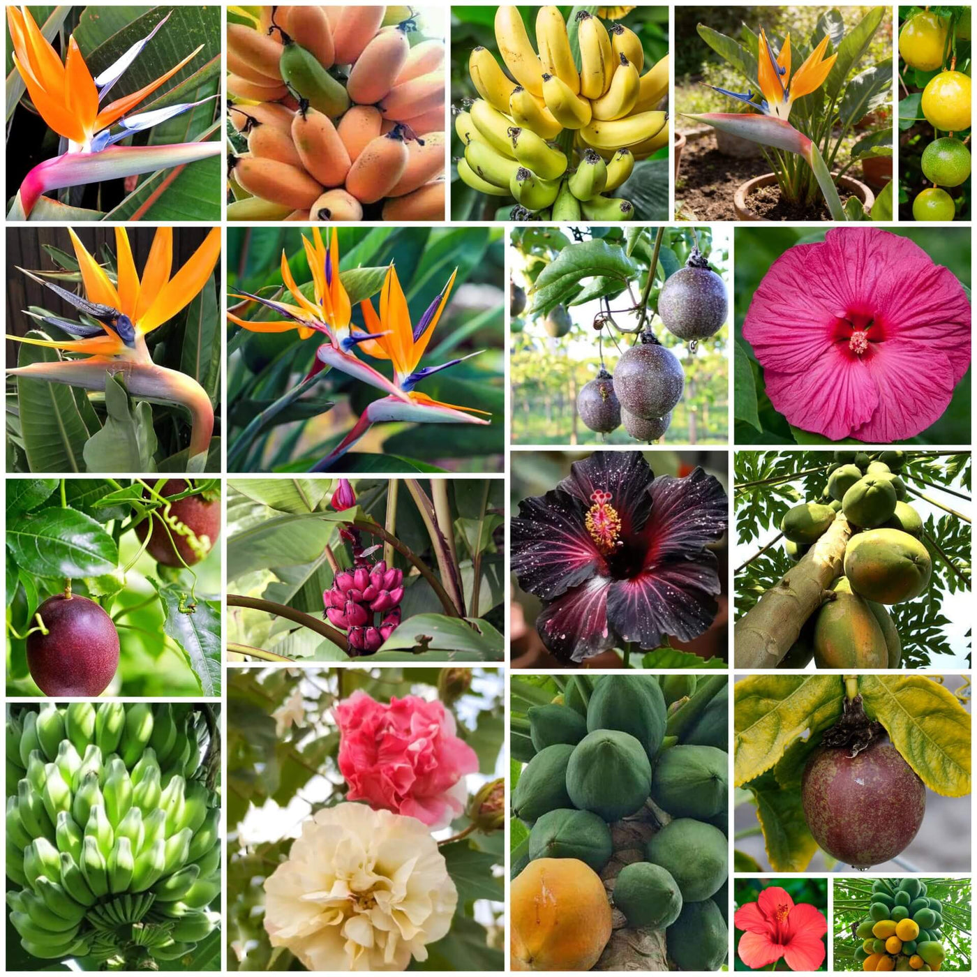 Exotic Tropical Garden Kit