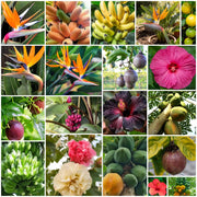 Exotic Tropical Garden Kit