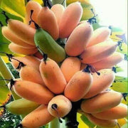 Exotic Tropical Garden Kit