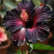 Exotic Tropical Garden Kit