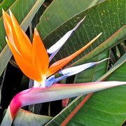 Exotic Tropical Garden Kit