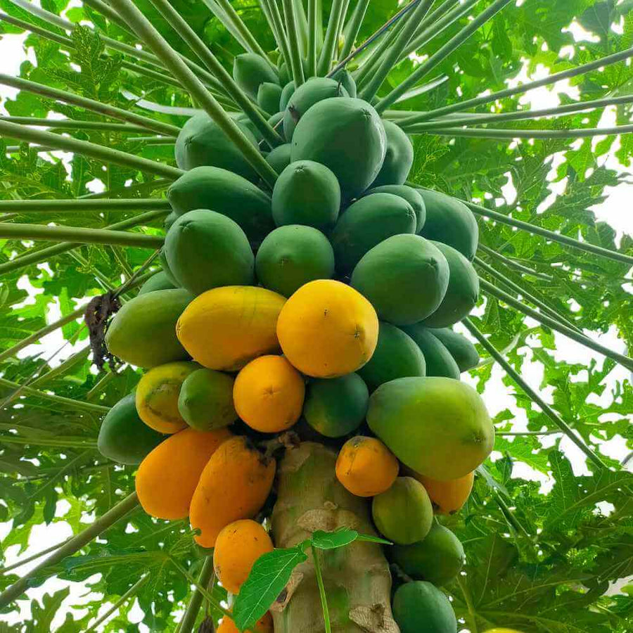 Exotic Tropical Garden Kit