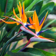 Exotic Tropical Garden Kit