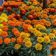 Marigold Seeds - Little Hero Mixed Seeds