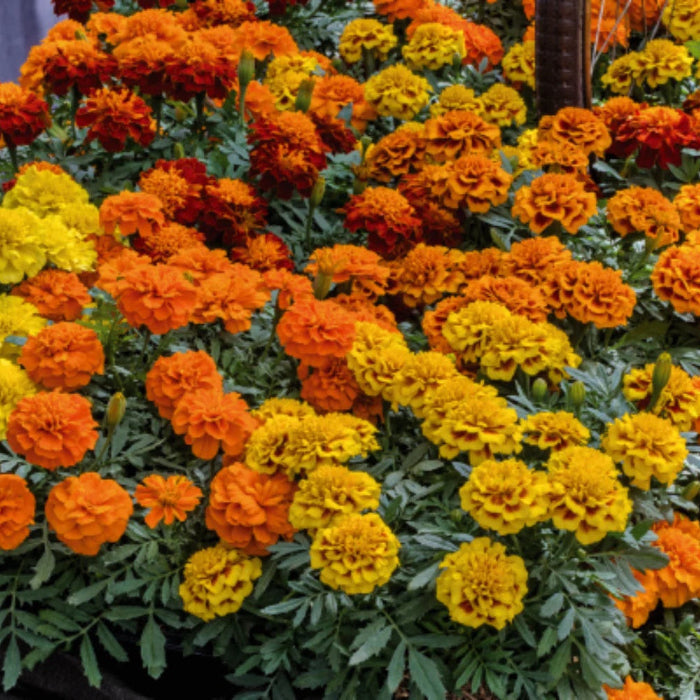 Marigold Seeds - Little Hero Mixed Seeds