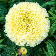 American Eskimo Marigold Seeds