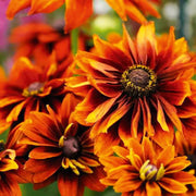 Autumn Rudbeckia Seeds