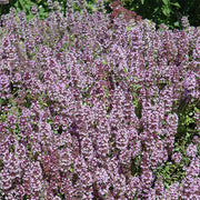 Mother of Thyme Seeds, Herbal