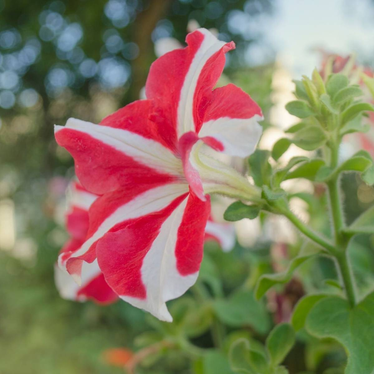 Red & White Petunia Seeds