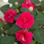 Tolerant Impatiens Seeds