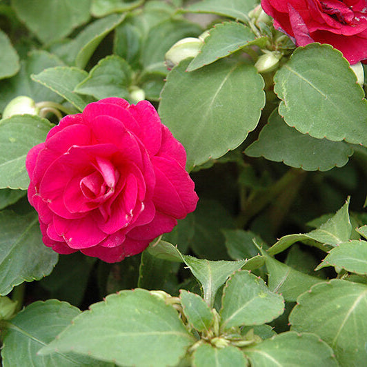 Tolerant Impatiens Seeds