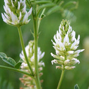 American White Licorice Seeds, Herbal