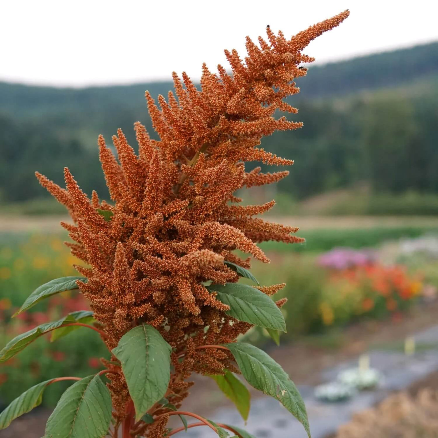 Golden Giant Amaranthus Seeds