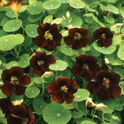Night and Day Nasturtium Seeds