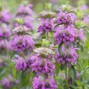 Bee Balm Lemon Mint Seeds, Herbal