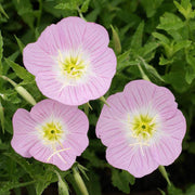 Mexican Evening Primrose Seeds