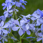 Blue Cutting Phlox Seeds