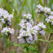 White Mountain Mint Seeds