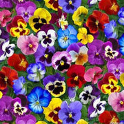 Multi-Colored Pansy Seeds