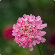 Salmon Rose Scabiosa atropurpurea Seeds