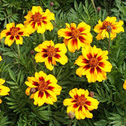 Marigold Naughty Marietta Seeds
