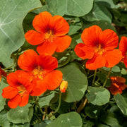 Orange Nasturtium Seeds