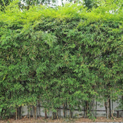 Fargesia Robusta Campbell Seeds - Ornamental Bamboo Landscape Seeds