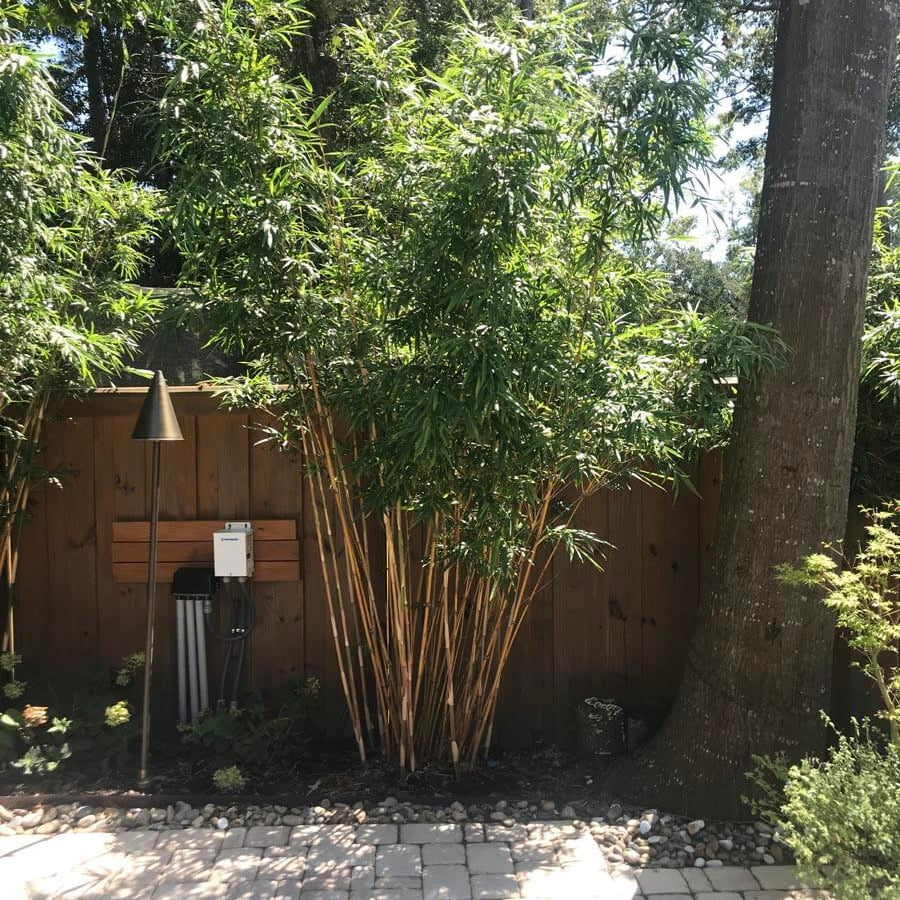 Fargesia Robusta Campbell Seeds - Ornamental Bamboo Landscape Seeds