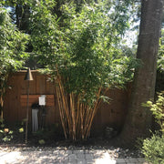 Fargesia Robusta Campbell Seeds - Ornamental Bamboo Landscape Seeds